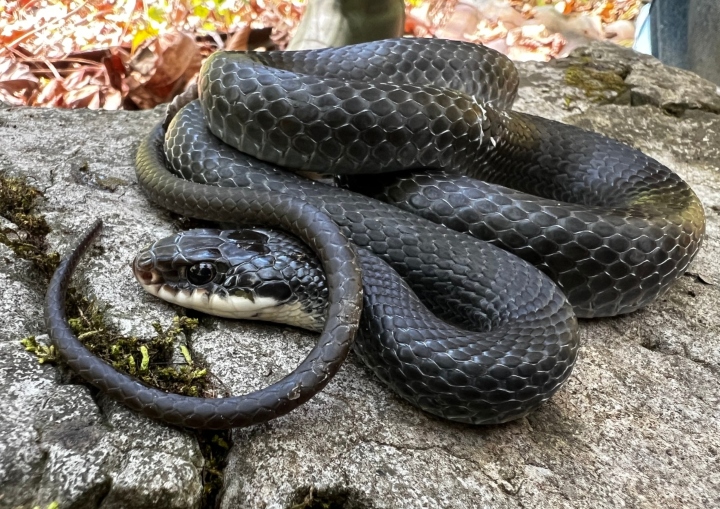 Southern Black Racer